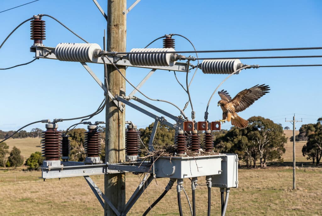เหยี่ยวตัวหนึ่งลงจอดบนเสาไฟฟ้าของการจ่ายไฟ ซึ่งแสดงให้เห็นถึงโครงสร้างที่ซับซ้อน ขั้วไฟฟ้าที่มีพลังงานสูงและระยะห่างระหว่างเฟสที่ใกล้กันของสวิตช์ตัดโหลด (Load Break Switch - LBS) ที่สร้างความเสี่ยงสูงต่อความเสียหายจากสัตว์ป่า.